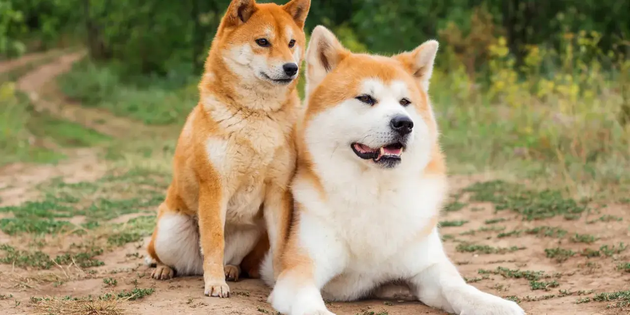 Dwa psy rasy Akita Inu siedzą na ziemi. Czy akita jest groźna? Te psy wyglądają na spokojne i przyjazne.