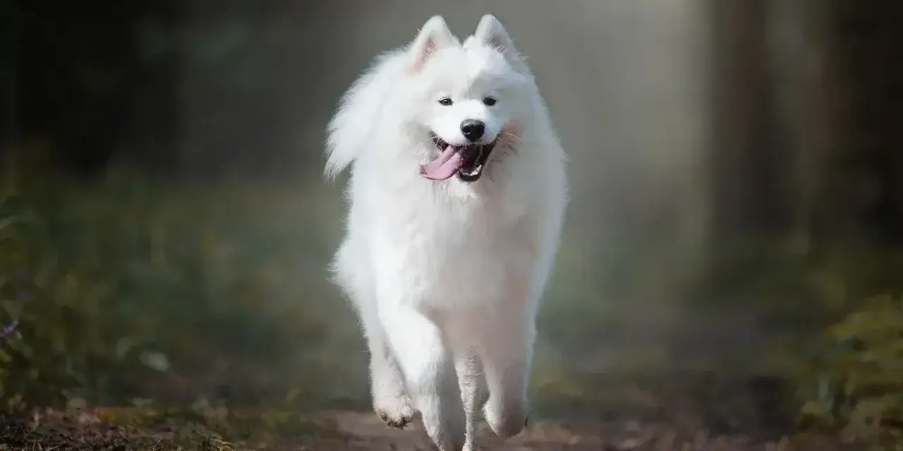 Biały samoyed biegnie przez las, jego gęsta sierść faluje.