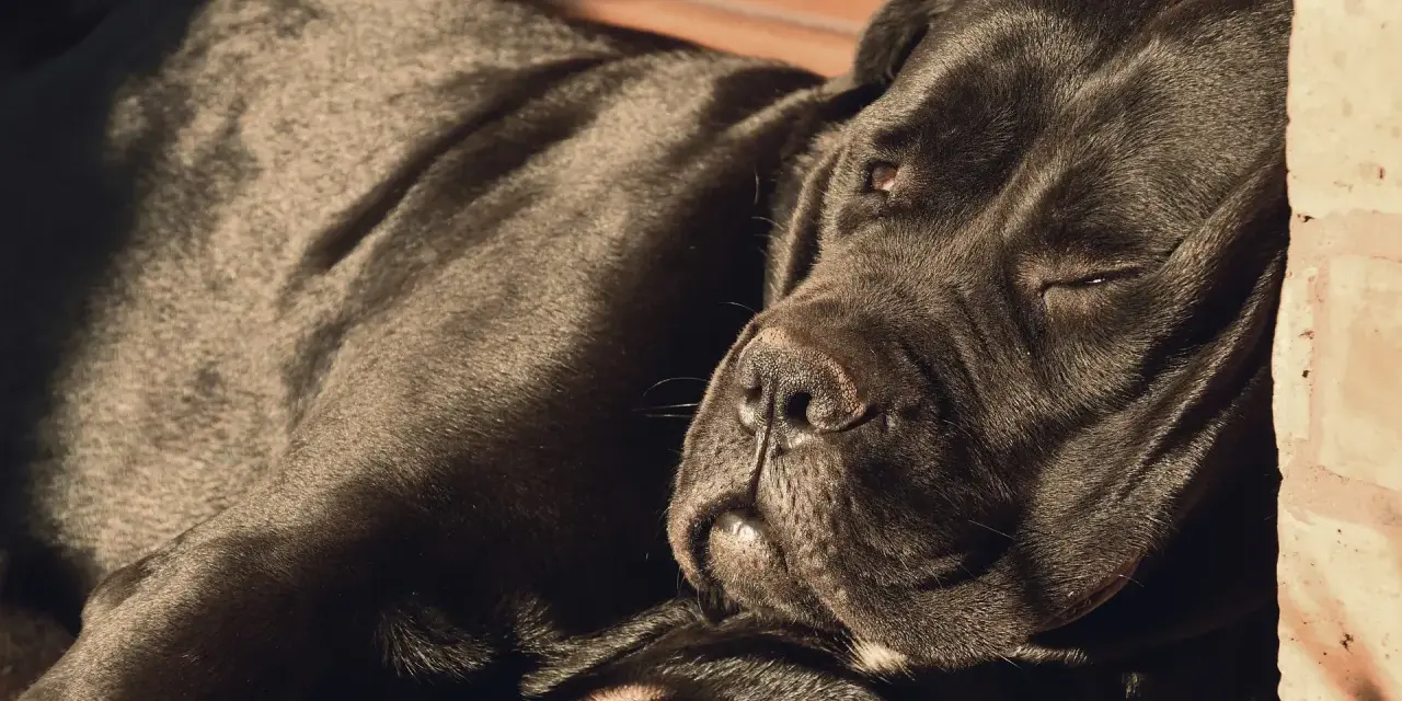 Czarny pies rasy Cane Corso, jeden z włoskich ras psów, odpoczywa w słońcu.