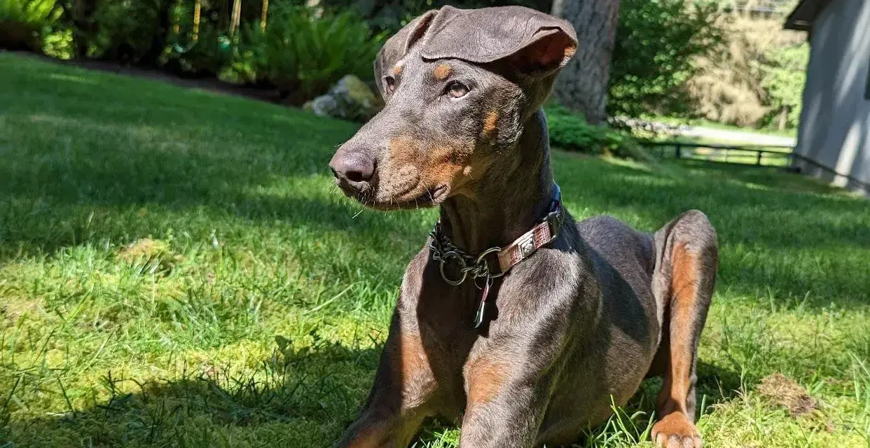 Elegancki doberman niebieski leży na trawie, ciesząc się słońcem. Jego sierść mieni się w promieniach, a uszy są lekko opuszczone.