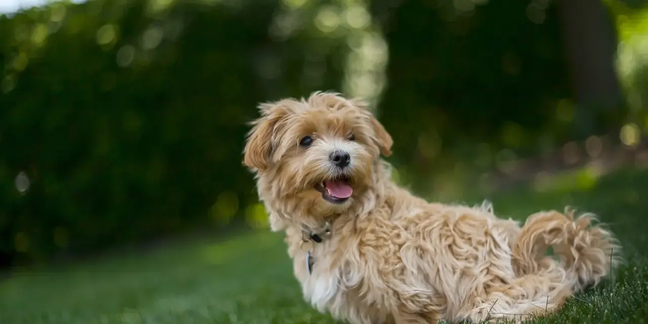 Uroczy, dorosły maltipoo z puszystą, beżową sierścią siedzi na trawie, patrząc w bok z otwartym pyszczkiem.