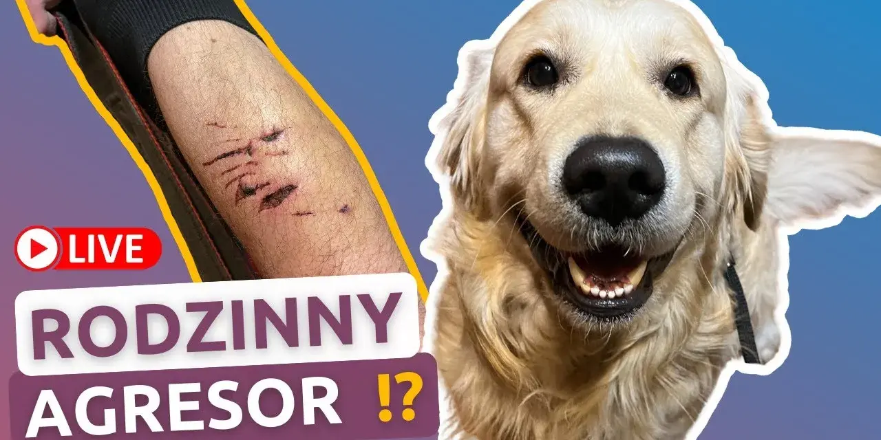 Czy golden retriever niszczy? Jak uniknąć zniszczeń w domu