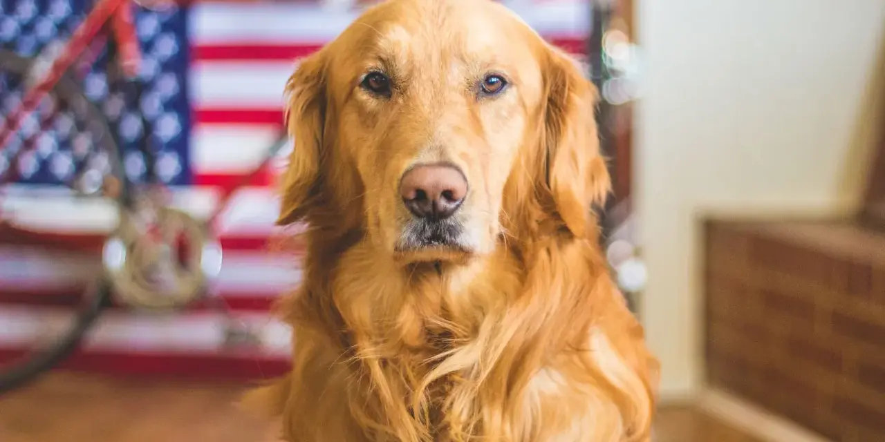 Piękny golden retriever na tle flagi USA. Zastanawiasz się nad golden retriever price?