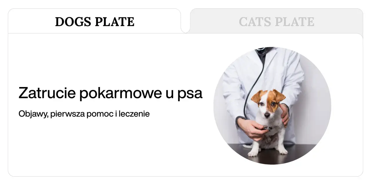 Weterynarz bada psa, który może mieć zatrucie pokarmowe. Tekst informuje o objawach, pierwszej pomocy i leczeniu.