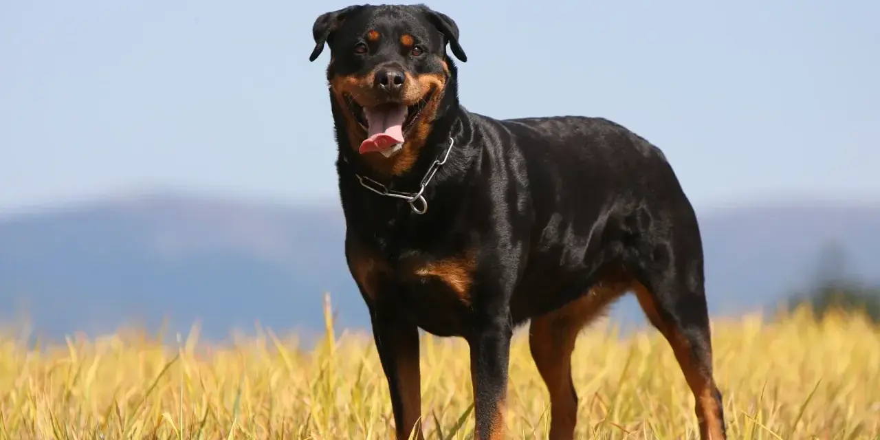Potężny rottweiler waga idealna, stoi na tle złotego pola i błękitnego nieba.