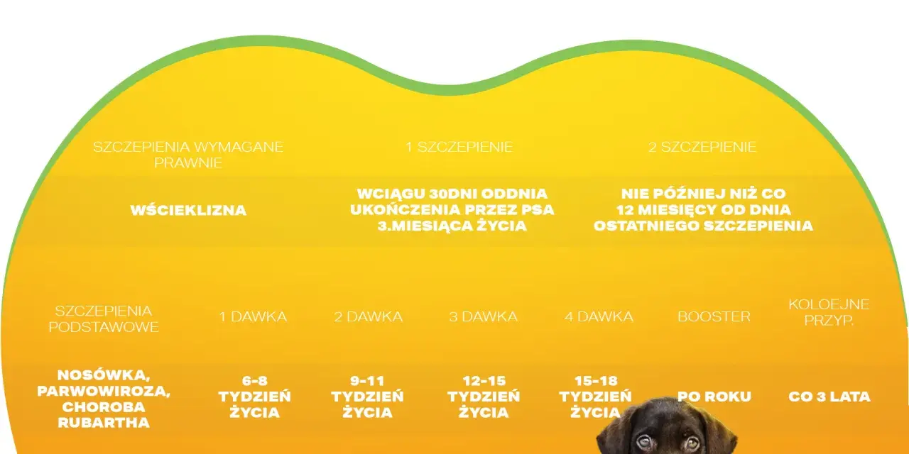 Kalendarz szczepień psa: wścieklizna, nosówka, parwowiroza. Dowiedz się, ile kosztuje szczepienie psa i kiedy podać kolejne dawki.