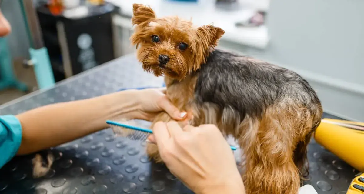 Yorkshire terrier czeka na rozczesanie kołtunów. Groomer delikatnie rozplątuje sierść grzebieniem, by piesek znów był piękny.