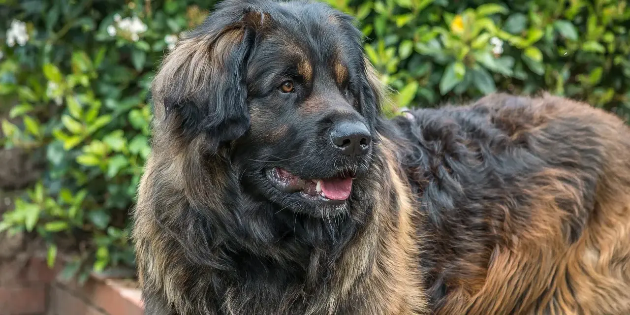 Duży brązowy pies rasy leonberger z gęstą, puszystą sierścią, patrzący w bok na tle zieleni.