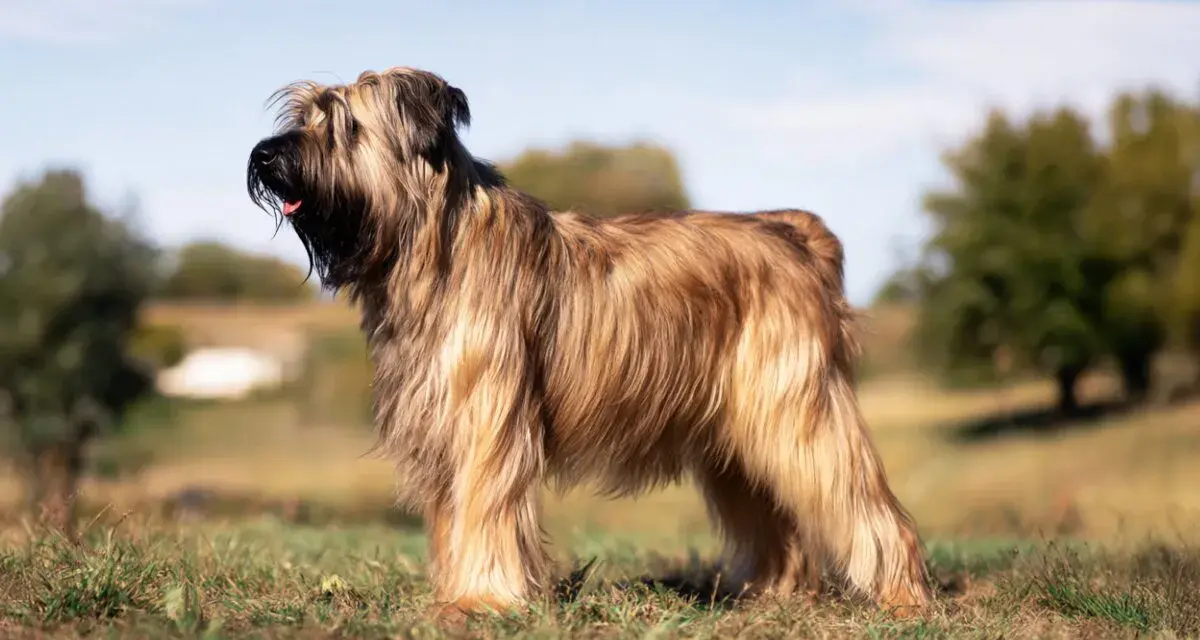 Piękny briard z długą, falującą sierścią stoi na trawie, w tle drzewa i błękitne niebo.