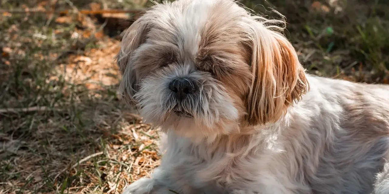 Słodki shih tzu leży na trawie, jego puszysta sierść i łagodny wyraz pyska sugerują idealną wagę dla tej rasy.