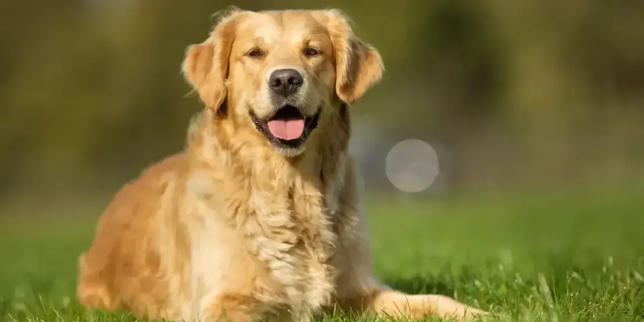 Uśmiechnięty golden retriever na trawie. Zastanawiasz się, czy pies może jeść pistacje? Lepiej nie ryzykować i nie sprawdzać.