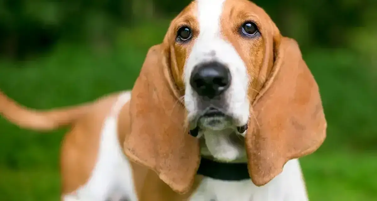 Basset Hound z długimi uszami na tle zieleni.
