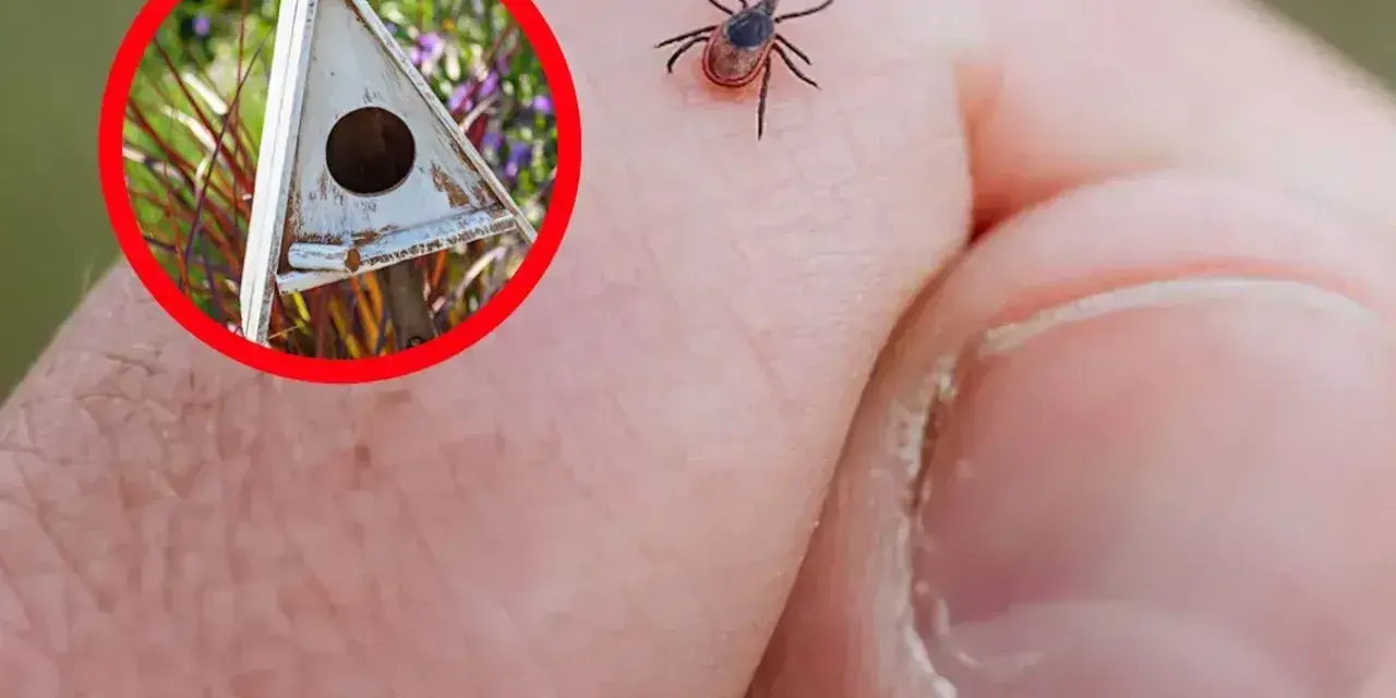 Ptak w budce lęgowej może pomóc w walce z kleszczami. Kleszcz na dłoni.