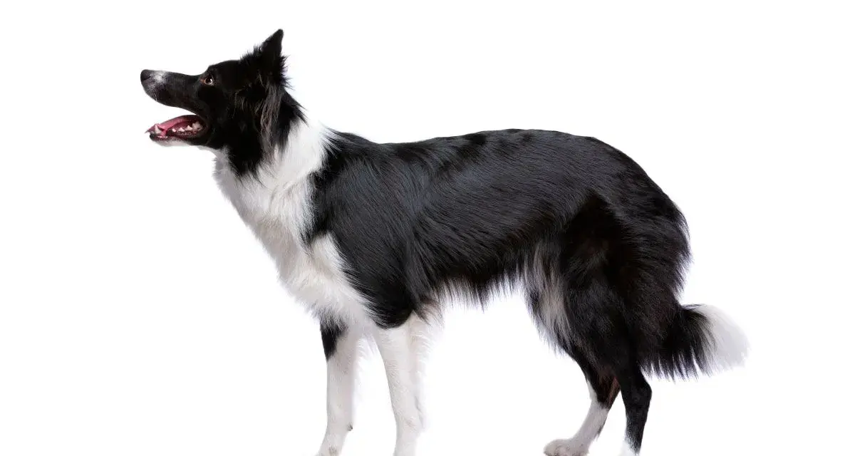 Czarny pies rasy border collie z białą sierścią, stojący na białym tle. Jego gęsta sierść jest jego ozdobą.