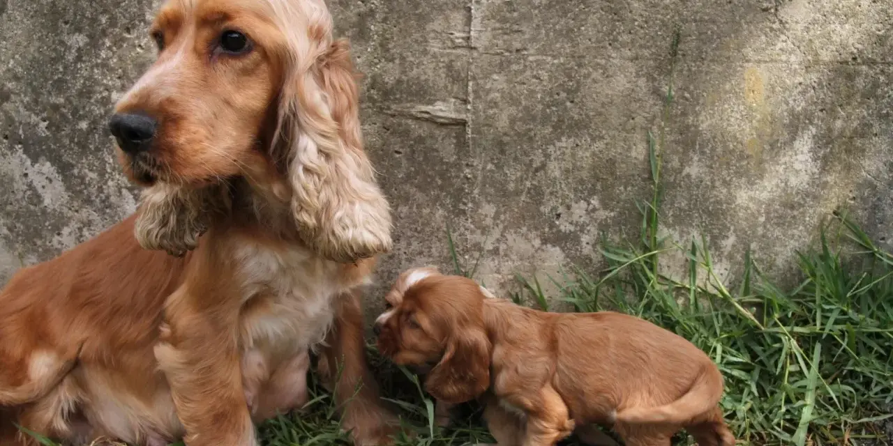 Mama cocker spaniel z szczeniakiem. Zastanawiasz się nad cocker spaniel cena?