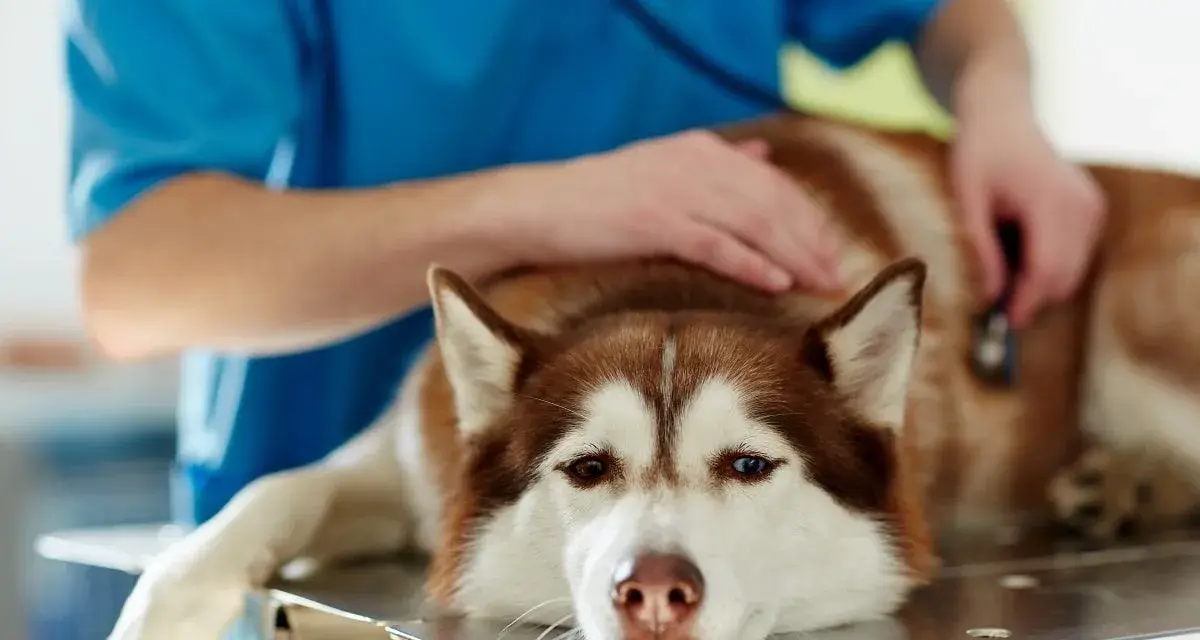 Weterynarz bada psa z wodobrzuszem. Smutne oczy husky patrzą wprost. Ile czasu zostało?