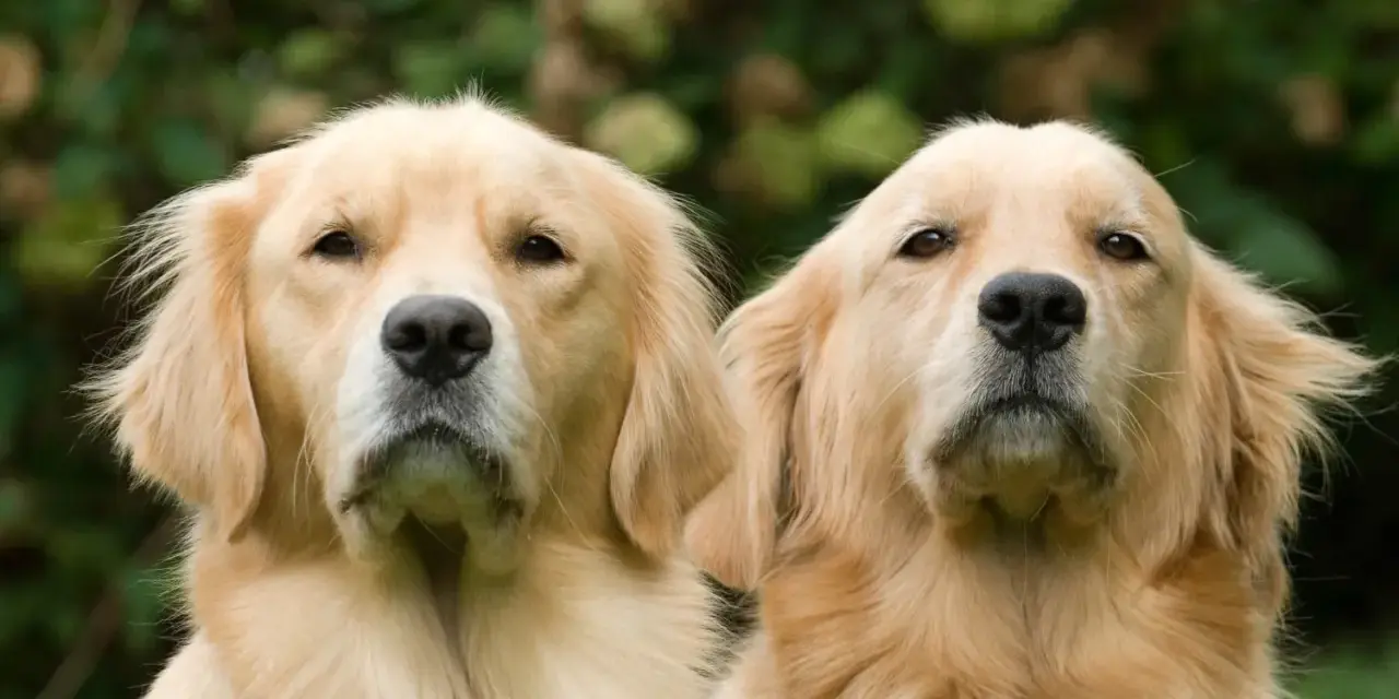 Dwa urocze szczenięta golden retriever patrzą w obiektyw.