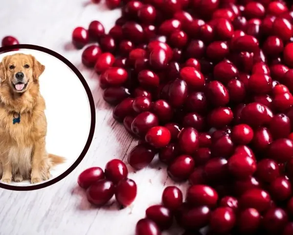 Złoty retriever siedzi obok stosu czerwonych żurawin. Czy pies może jeść żurawinę? Tak, w umiarkowanych ilościach.