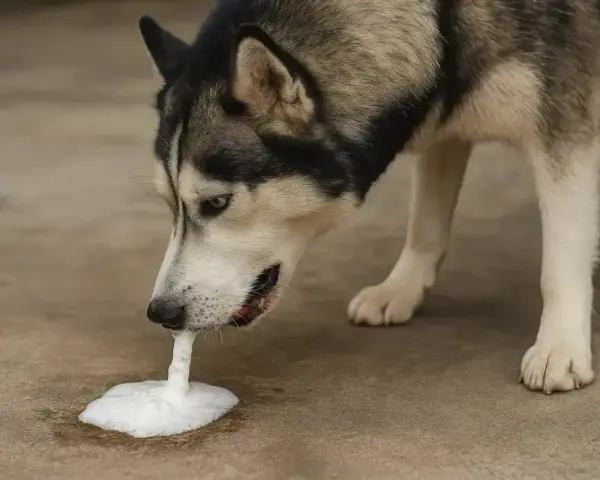 Husky pies wymiotuje niestrawionym jedzeniem, tworząc pianę na ziemi.