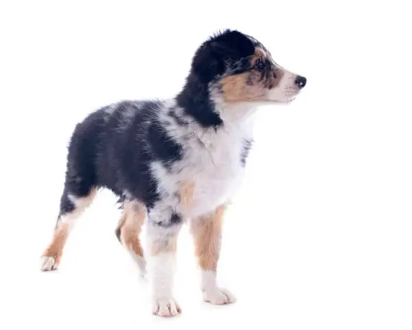 Kiedy szczeniak border collie zmienia sierść i jak to ułatwić