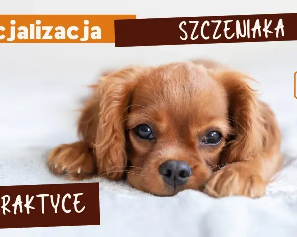 Jak socjalizować szczeniaka, aby uniknąć problemów w przyszłości