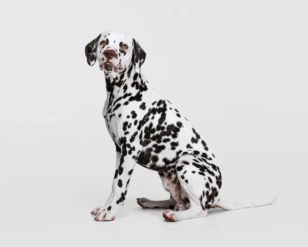 Uroczy dog o białej sierści w czarne cętki, siedzący na białym tle.