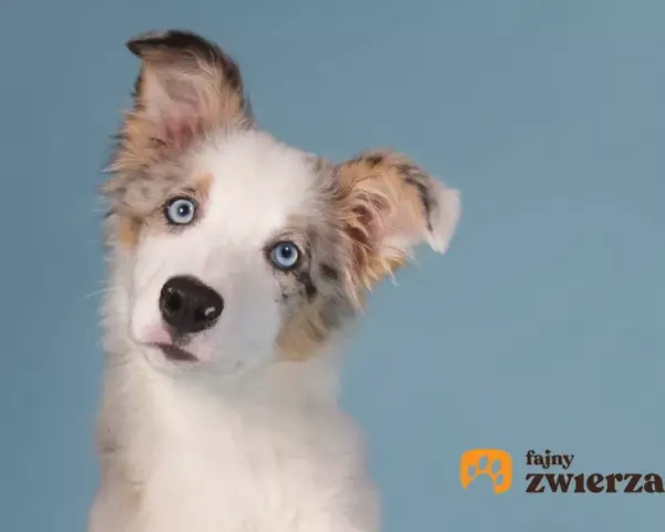 Uroczy szczeniak border collie blue merle z niebieskimi oczami, przechylający głowę.