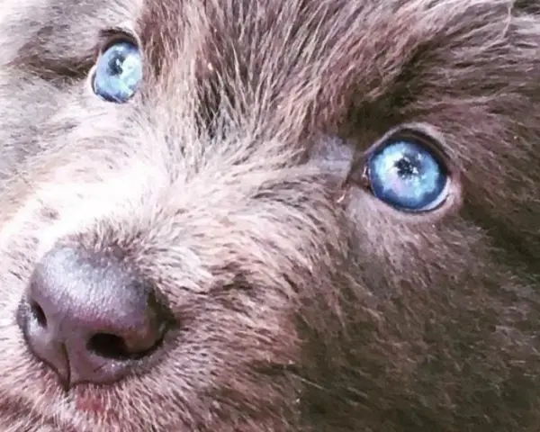 Oczy szczeniaka rasy blue bay shepherd lśnią jak dwa błękitne jeziora.