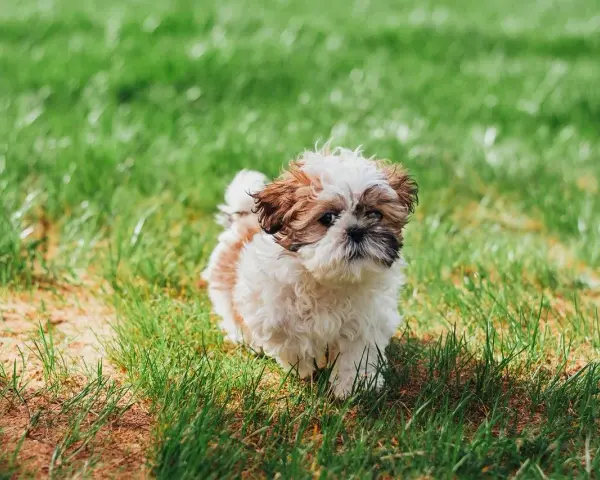 Uroczy szczeniak Shih Tzu na trawie. Zastanawiasz się, czy pies może jeść sałatę? Ten maluch wygląda, jakby chętnie spróbował!