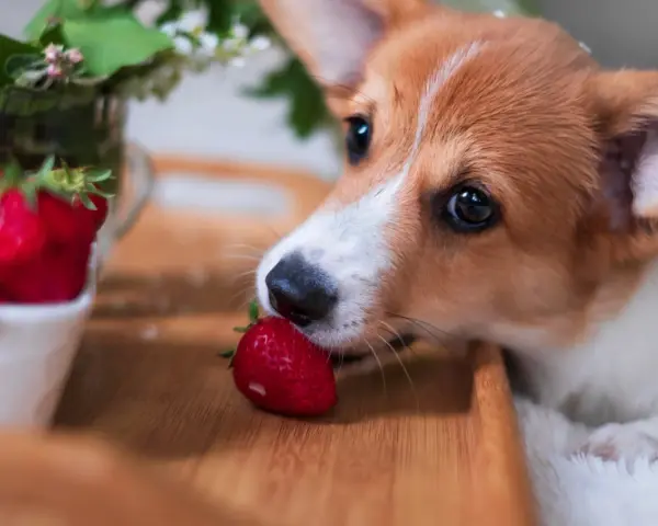 Szczeniak corgi wącha truskawkę na drewnianej desce.