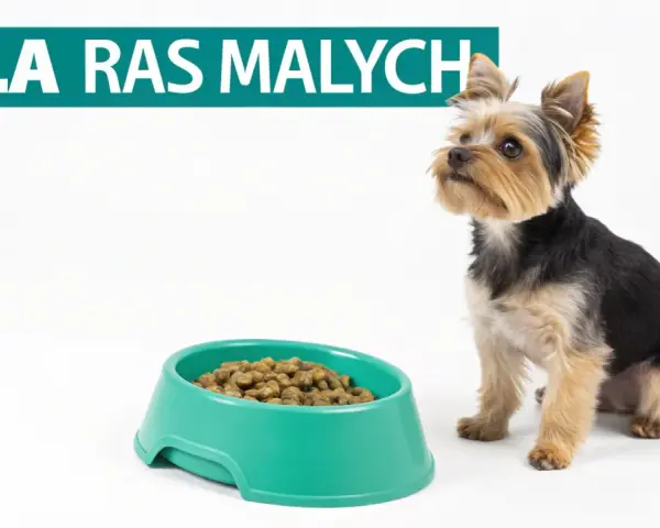 Yorkshire terrier czeka na jedzenie. Na zdjęciu tekst "DLA RAS MAŁYCH" i miska z karmą, która może być częścią rankingu karm dla szczeniąt.