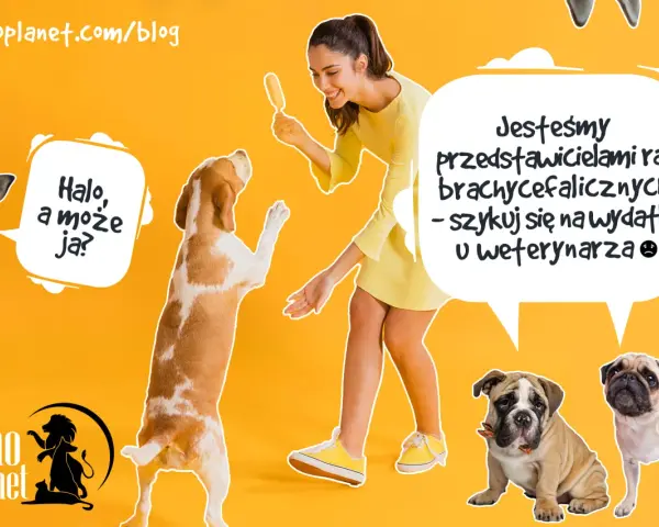 Psy ras dużych i małych, w tym buldogi i mopsy, wesoło bawią się z kobietą.