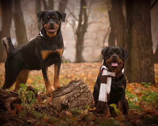 Dwa rottweilery w jesiennym lesie, jeden stoi na pniu, drugi siedzi w szaliku.