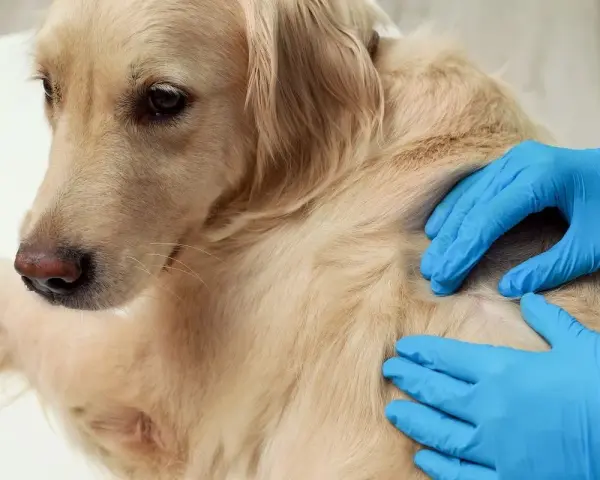 Weterynarz bada łapę golden retrievera, wyczuwając pod skórą tłuszczaka.