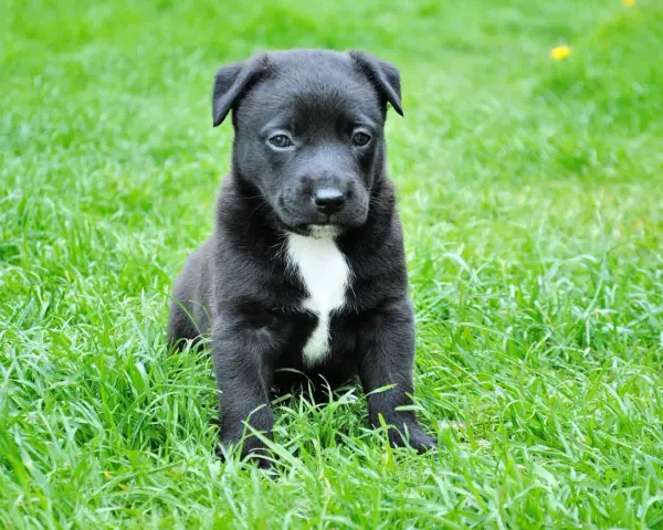 Czarny szczeniak z białą plamką na piersi siedzi na trawie. Wygląda na lekko smutnego, jakby miał puppy blues.