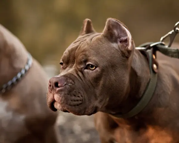 Brązowy pitbull miniaturka z zieloną obrożą i smyczą, obok drugi pies.