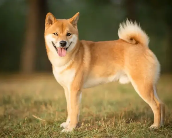 Uśmiechnięty shiba inu na trawie. Jego wielkość jest idealna do przytulania, a puszysty ogon dodaje mu uroku.