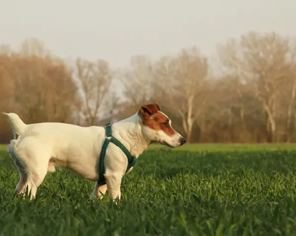 Jack Russell terrier gładkowłosy w zielonej obroży w polu, z drzewami w tle.