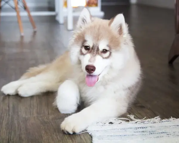 Co jedzą szczeniaki husky? Kluczowe informacje o ich diecie