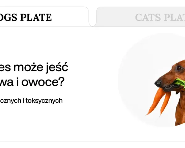Jamnik z marchewką w pysku. Dowiedz się, co może jeść pies, aby był zdrowy i szczęśliwy.