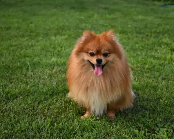 Uroczy szpic pomeranian z gęstą, rudą sierścią siedzi na trawie, merdając językiem. Czy szpic ma włosy czy sierść? Zdecydowanie sierść!