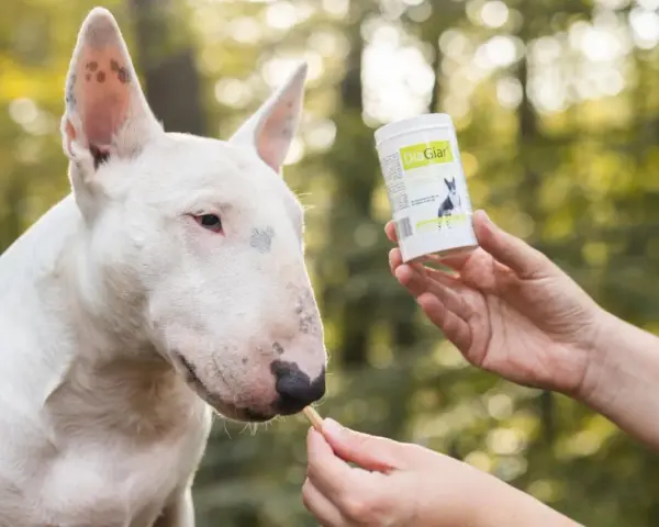 Biały bull terrier dostaje smakołyk, który może pomóc w walce z lamblią u psa.