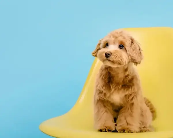 Uroczy maltipoo z puszystymi, falowanymi włosami, a nie sierścią, siedzi na żółtym krześle na tle błękitnego nieba.