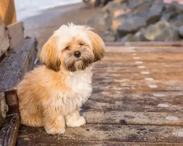 Uroczy shih tzu z puszystymi włosami siedzi na drewnianym molo.