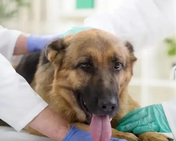 Weterynarz bada owczarka niemieckiego, który może potrzebować meloksykamu dla psa.