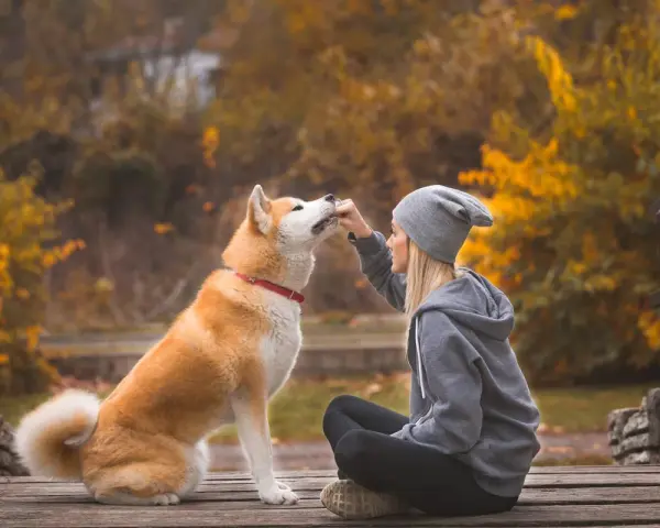 Co lubi jeść akita? Odkryj najlepsze jedzenie dla zdrowia psa