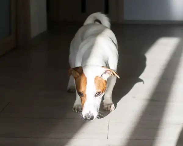 Jack Russell terrier wącha podłogę, jakby szukał czegoś, czego zapachu nie lubią psy.