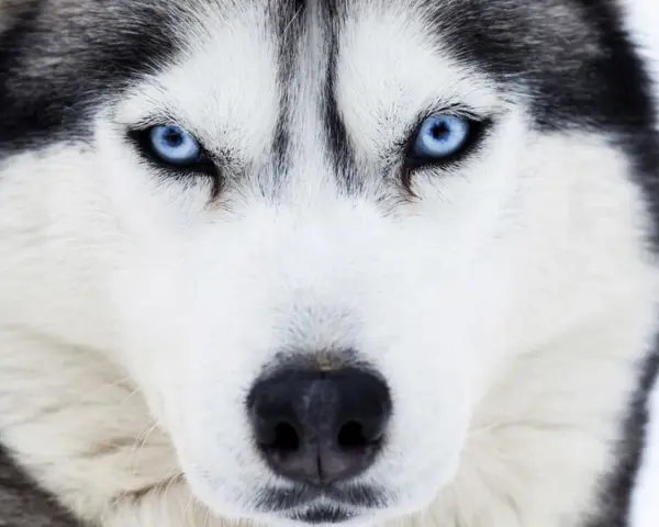 Intensywne, niebieskie oczy husky'ego wpatrują się wprost w obiektyw. Te niebieskie psy mają w sobie dzikość i spokój.