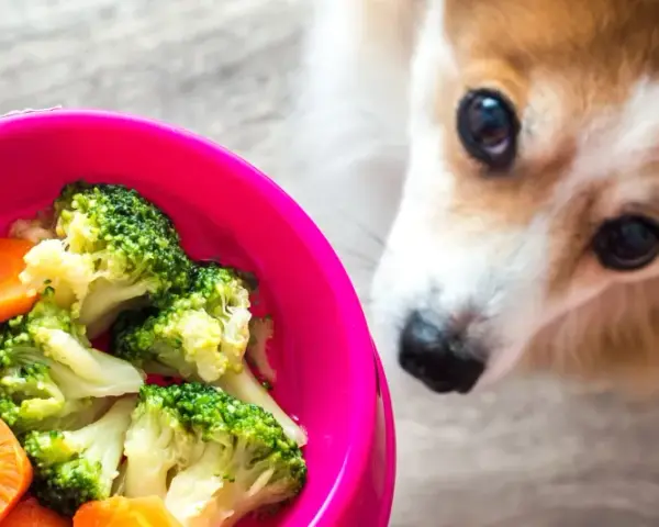 Corgi z zaciekawieniem patrzy na miskę z brokułami i marchewką. Czy pies może jeść brokuły? Tak, w umiarkowanych ilościach.