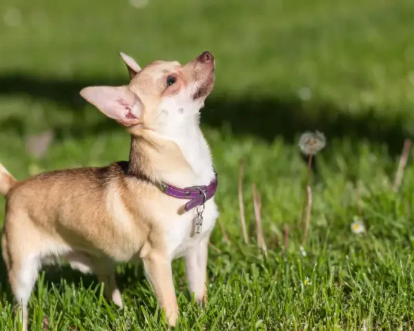 Mały chihuahua z fioletową obrożą, z zaciekawieniem wpatruje się w niebo. Jego charakter to odwaga i ciekawość świata.